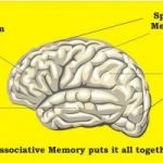 Unanswered Questions Into brain memory Revealed 